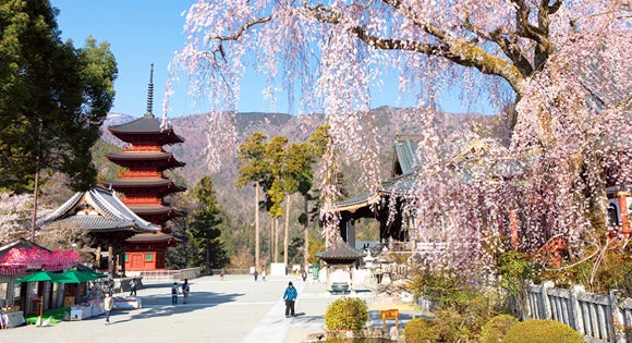 <新宿発・西船橋発> 樹齢400年!身延山久遠寺しだれ桜 と 三嶋大社の桜 山梨&静岡ぐる~り周遊・富士山麓さくら紀行2